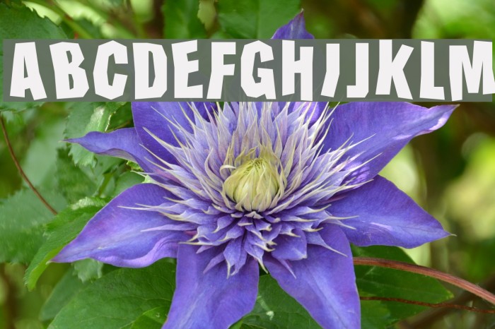 Horseradish Font examples