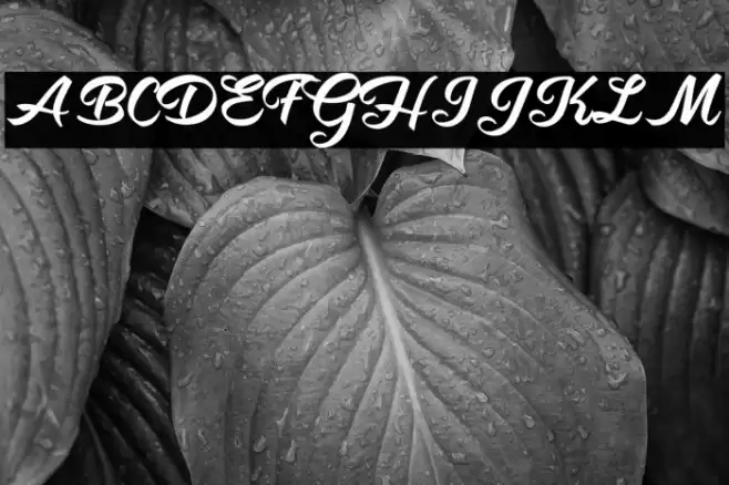 Hot Jacket Perrsonal Use Regular Font examples