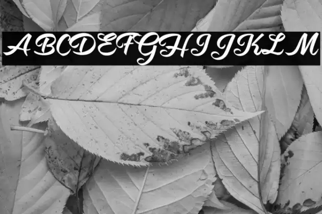 Hot Jacket Perrsonal Use Regular Font examples