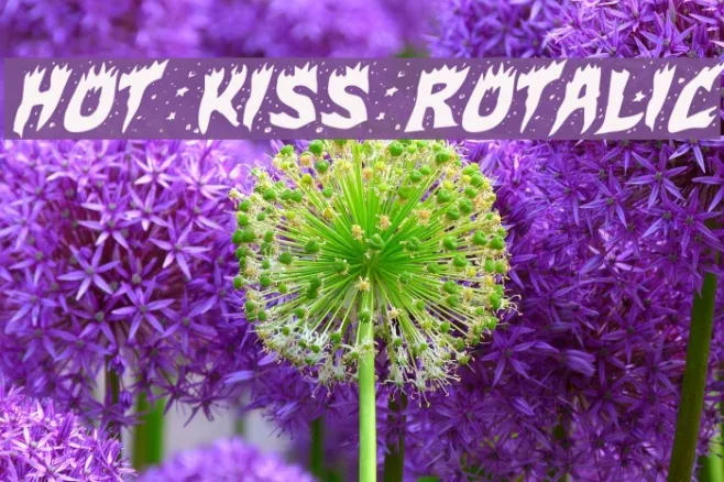 Hot Kiss Rotalic Example 1