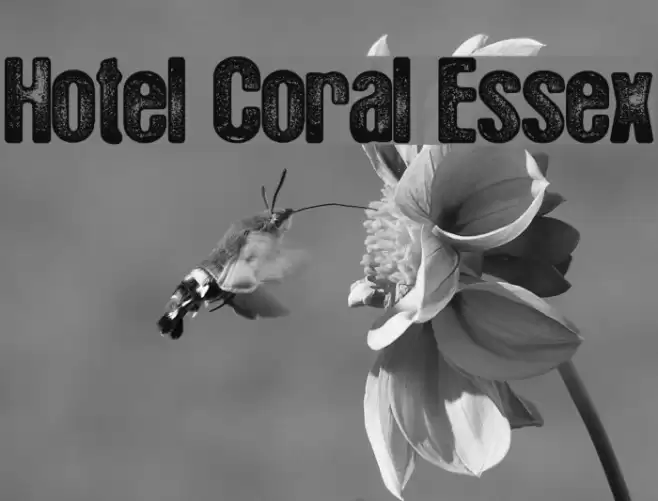 Hotel Coral Essex Font examples