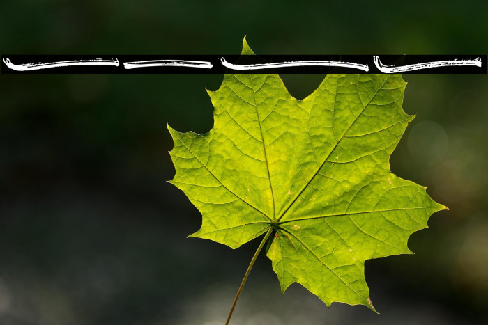 Hotte Brush Swash Example 2