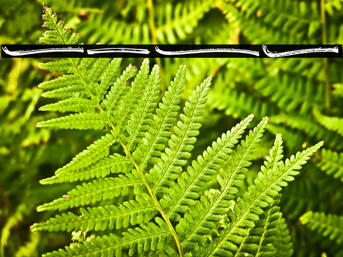 Hotte Brush Swash Example 3