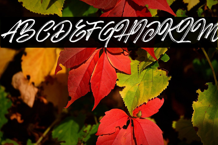 Hotte Brush Example 3