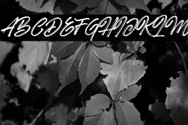 Hotte Brush Font examples