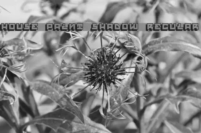 House Paint Shadow Regular Font examples