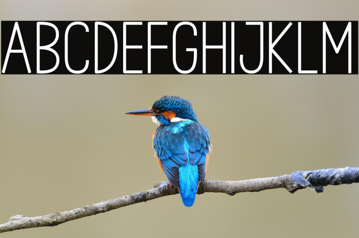 House Signature Sans Example 2