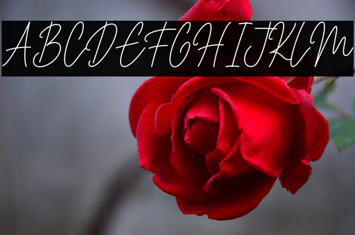 House Signature Script Example 3