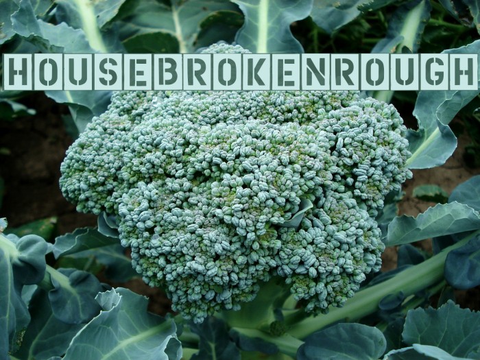 HouseBrokenRough Font examples