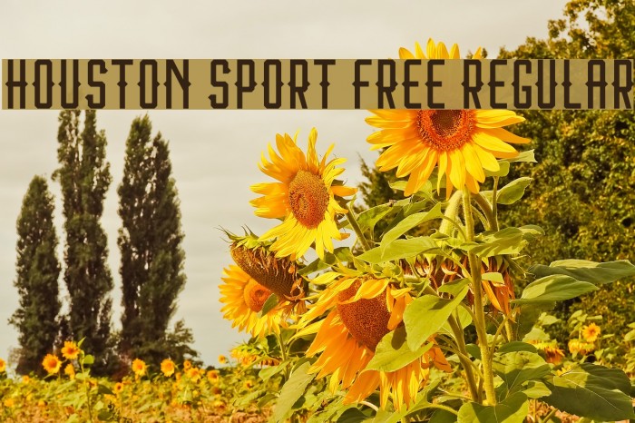 Houston Sport Free Regular Font examples