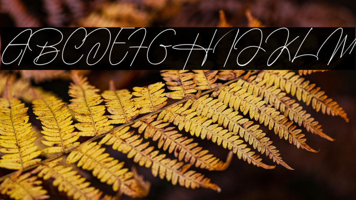 Housttely Signature Example 2