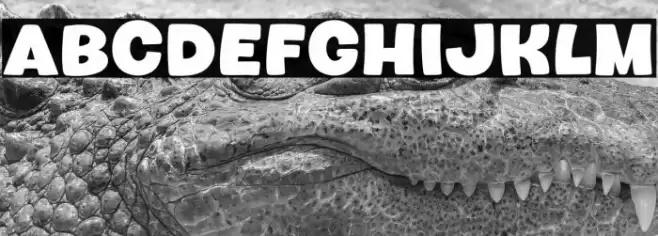 Howdy Bird خط examples