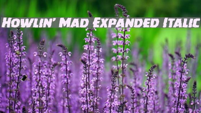 Howlin' Mad Expanded Italic Example 3
