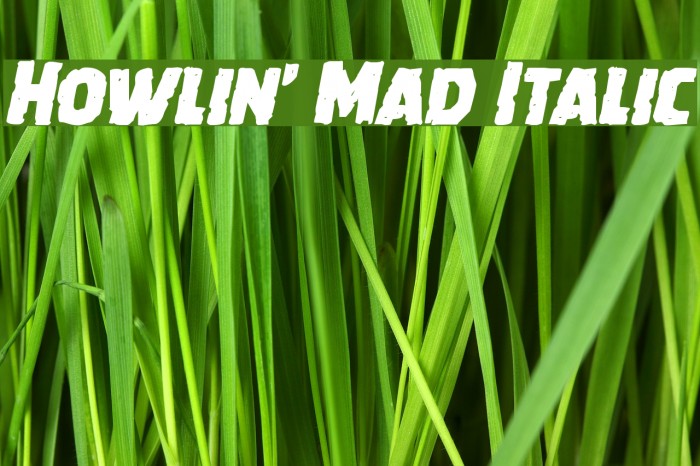 Howlin' Mad Italic Font examples