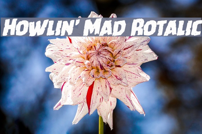 Howlin' Mad Rotalic Font examples