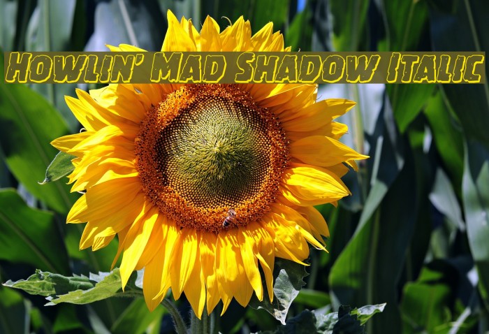 Howlin' Mad Shadow Italic Font examples