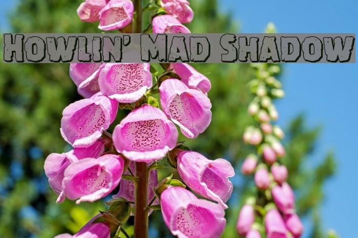 Howlin' Mad Shadow Font examples