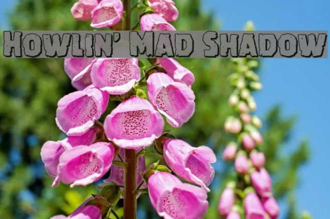 Howlin' Mad Shadow Example 3