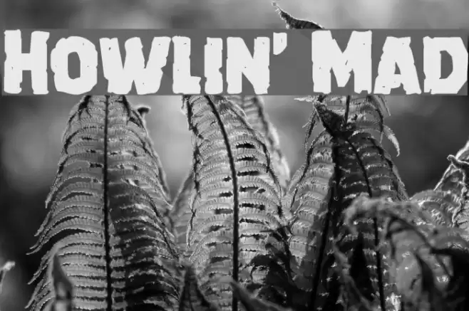 Howlin' Mad Font examples