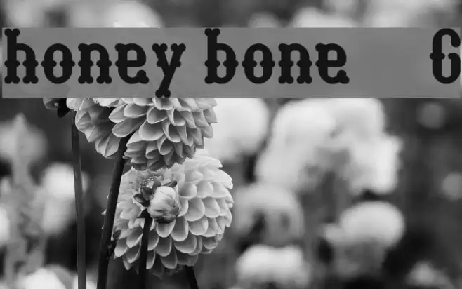 honey bone__G Font examples
