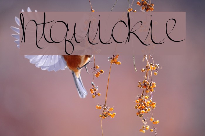 htquickie Font examples