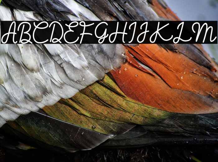 Hugh Pillow Example 1