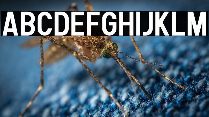 Human Bold Example 2