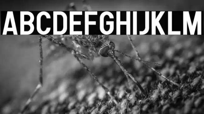 Human Bold Font examples