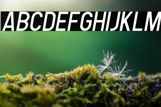 Human Italic Example 3