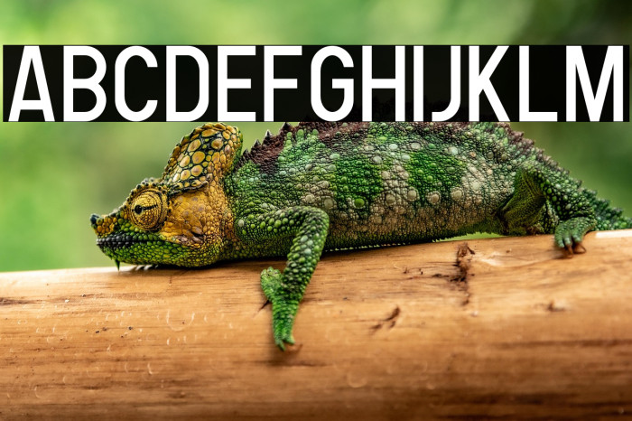 Human Regular Example 2