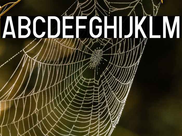 Human Regular Example 3