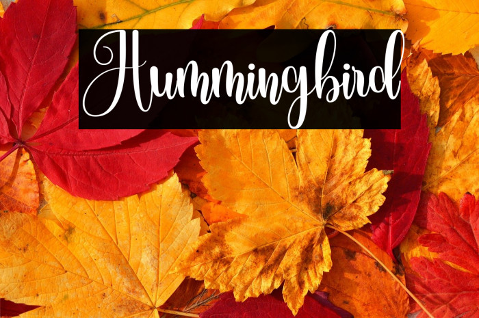 Hummingbird Example 2