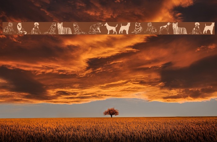 HundeDogsChiens Example 3