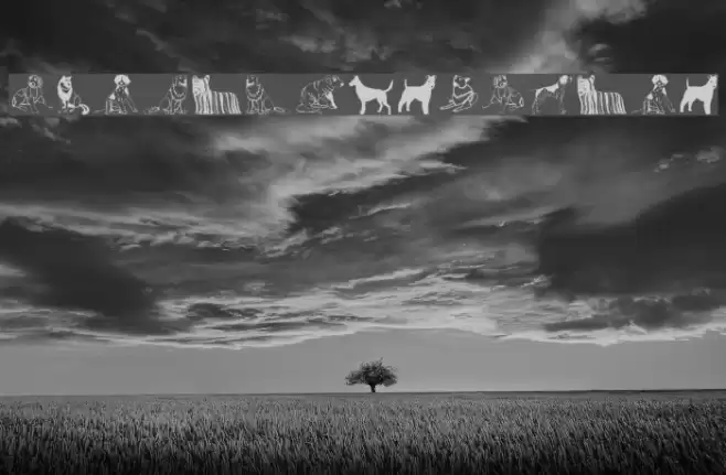 HundeDogsChiens Font examples