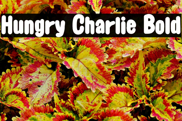 Hungry Charlie Bold Example 1