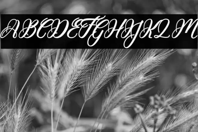 Hunkydory Font examples