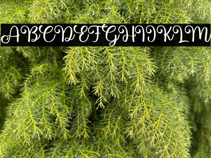 Hunter Bee Example 3