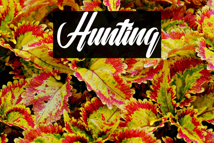 Hunting Example 3