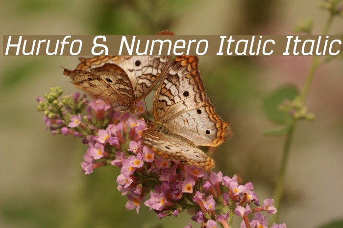 Hurufo & Numero Italic Italic Font examples