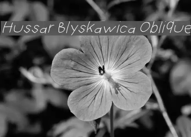 Hussar Blyskawica Oblique Font examples
