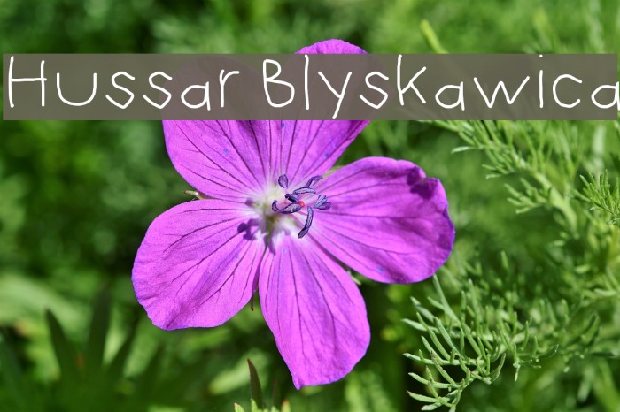 Hussar Blyskawica Example 3