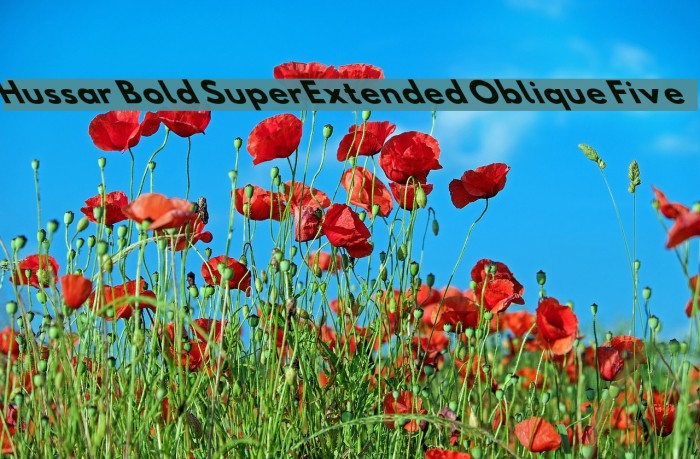 Hussar Bold SuperExtended Oblique Five Font examples