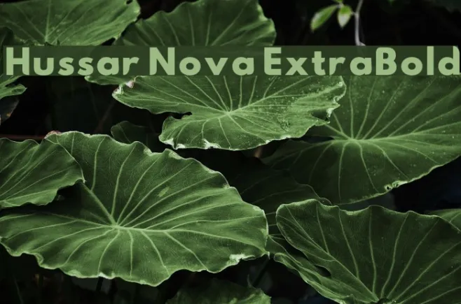 Hussar Nova ExtraBold Example 1