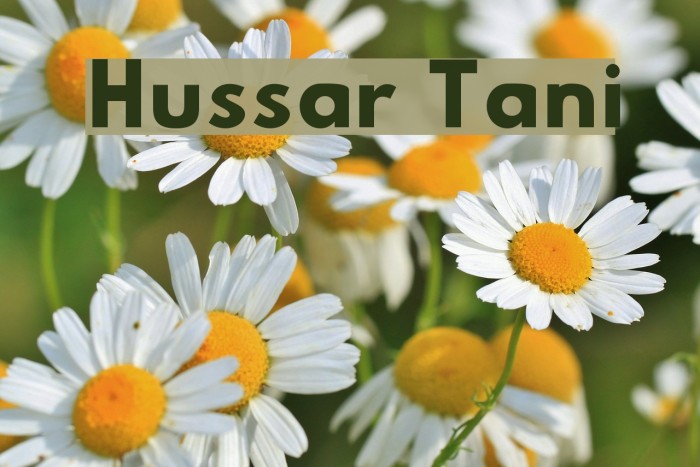 Hussar Tani Font examples