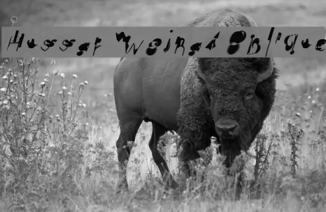 Hussar Wojna4 Oblique Font examples