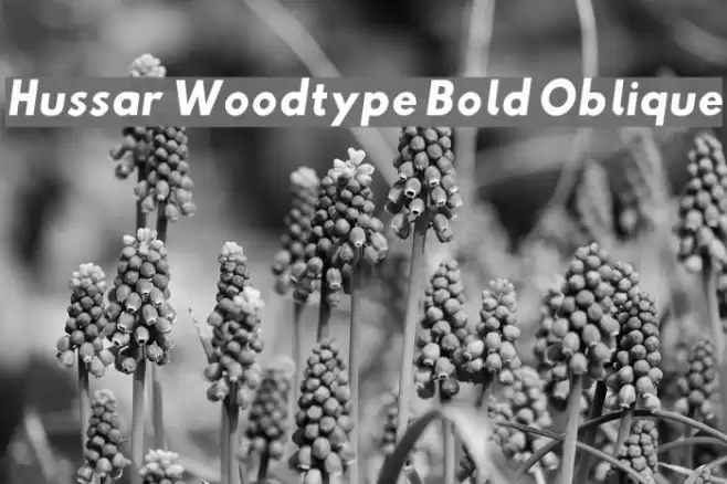 Hussar Woodtype Bold Oblique Шрифта examples