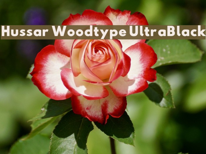 Hussar Woodtype UltraBlack Font examples