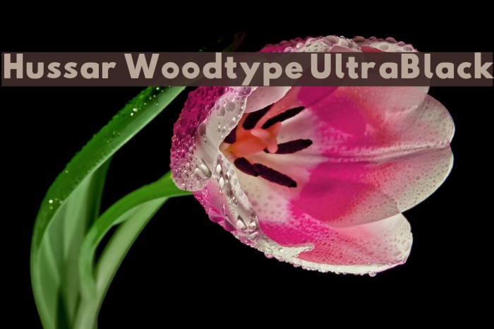 Hussar Woodtype UltraBlack Font examples