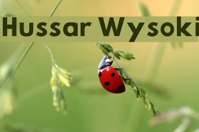 Hussar Wysoki Example 3