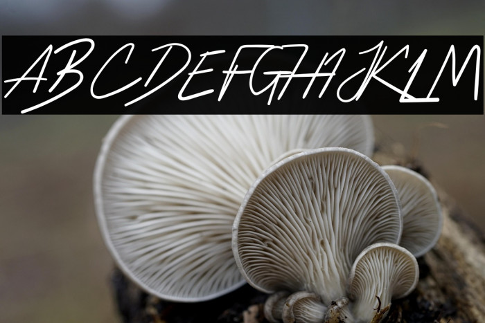 HussleeBreakRegular Example 3